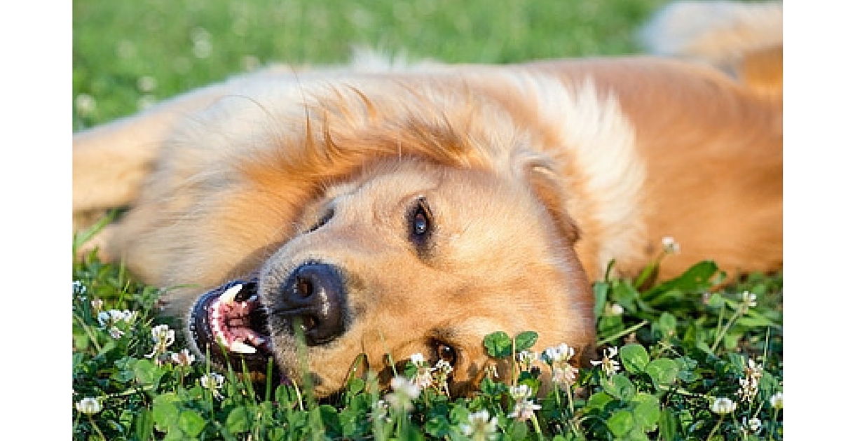 10 important questions to ask before boarding your pet