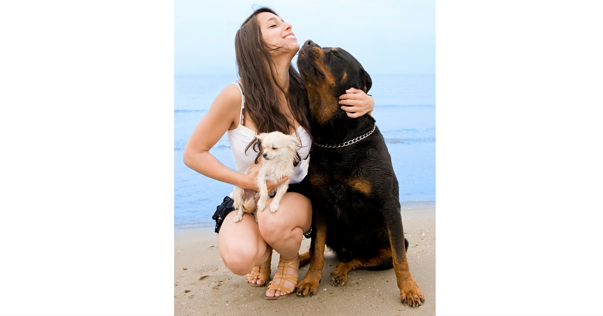 How to find a great pet sitter