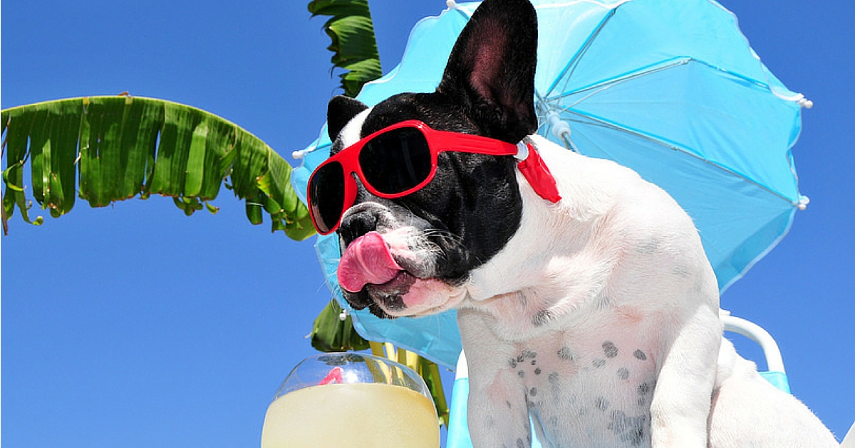Luxury Pet Hotel Chain is Pet Paradise