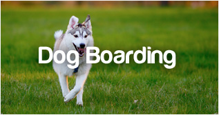 PetStayAdvisor Dog Boarding