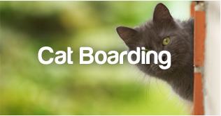 PetStayAdvisor Cat Boarding