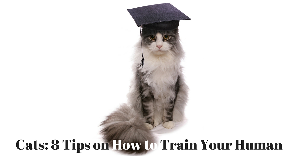 Cats_Training_Tips