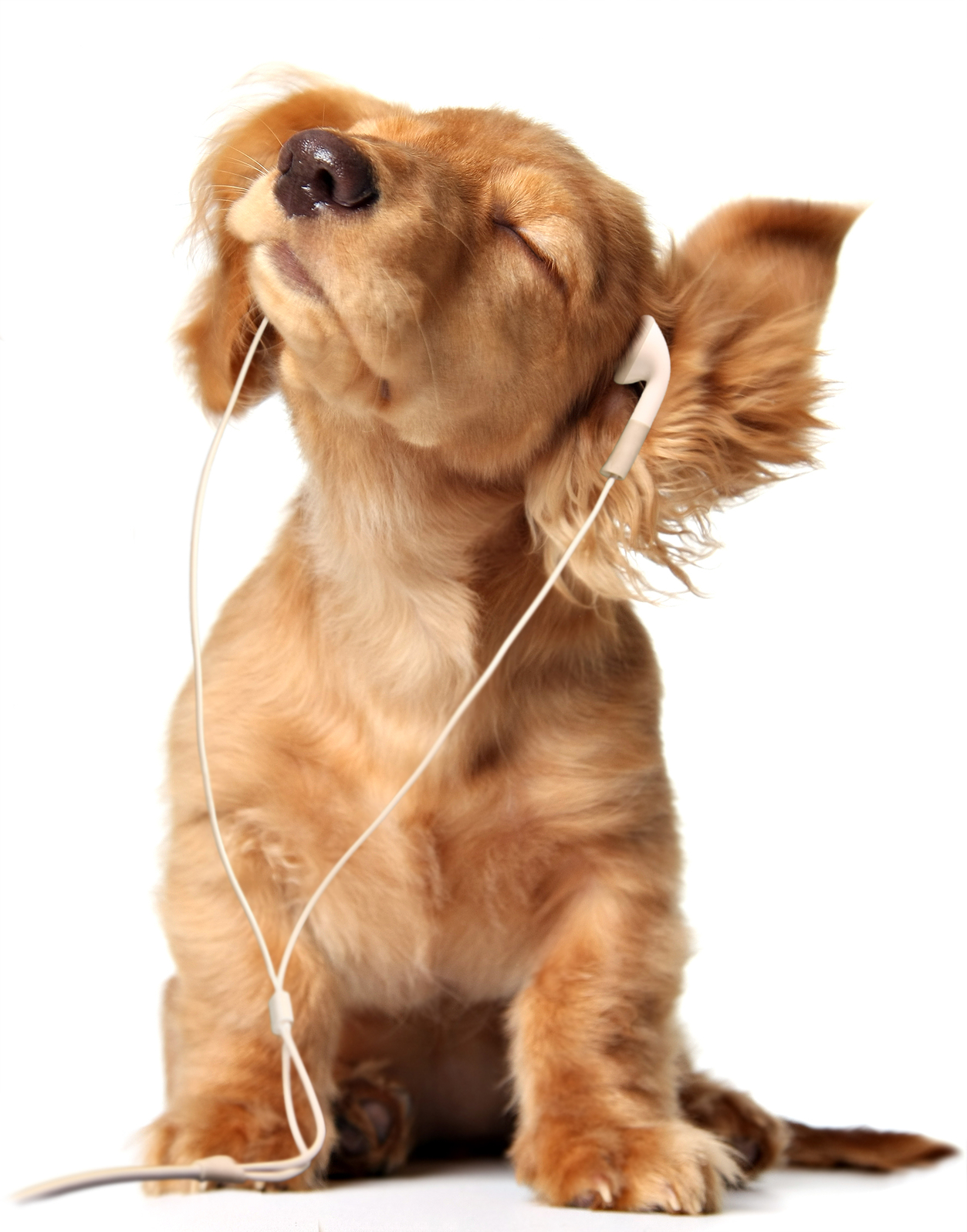 puppy-music