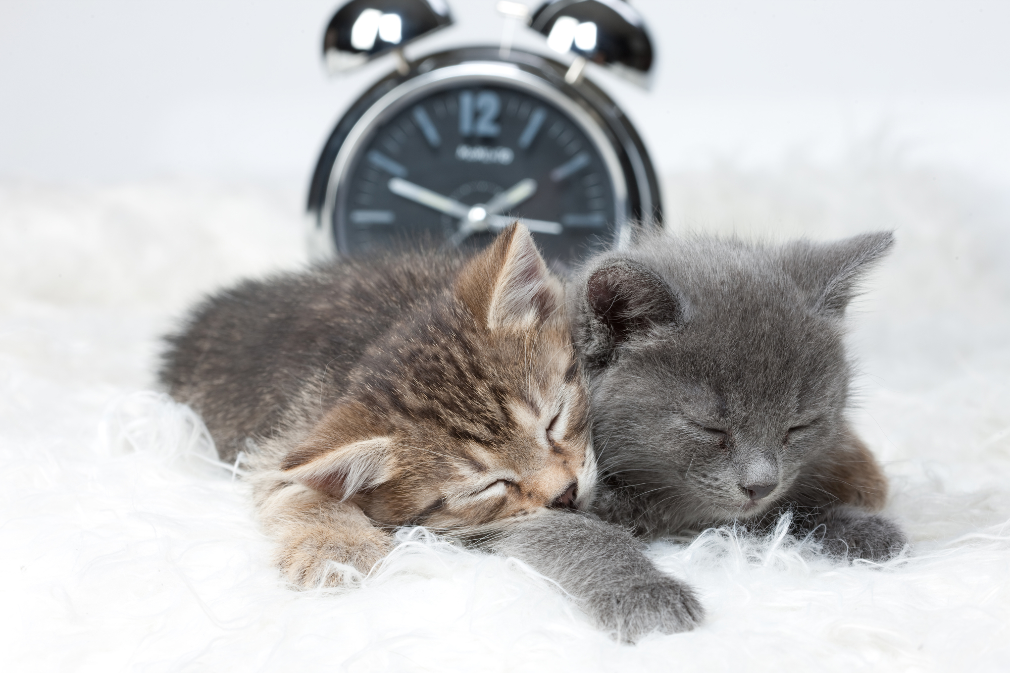 Cute Kittens with Clock