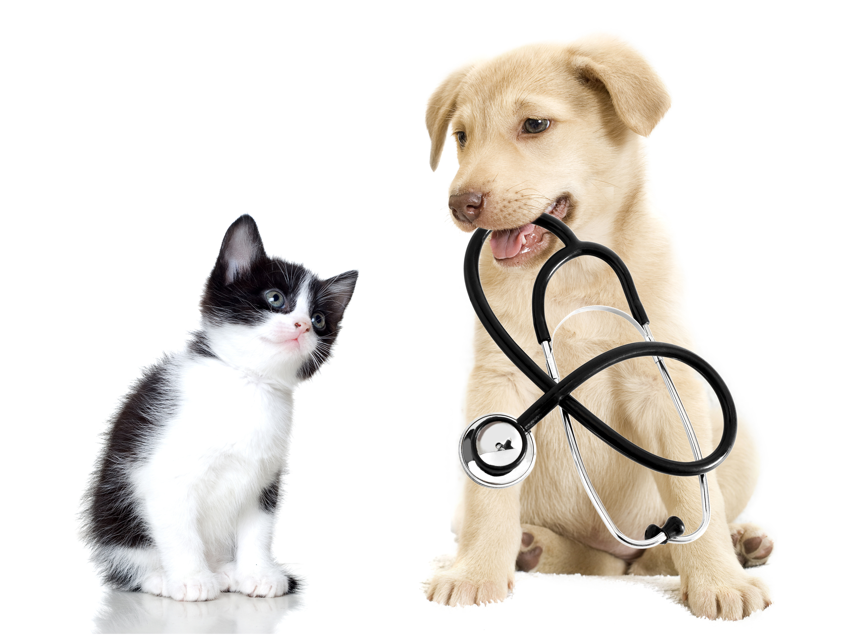 dog-cat-vet-healthy