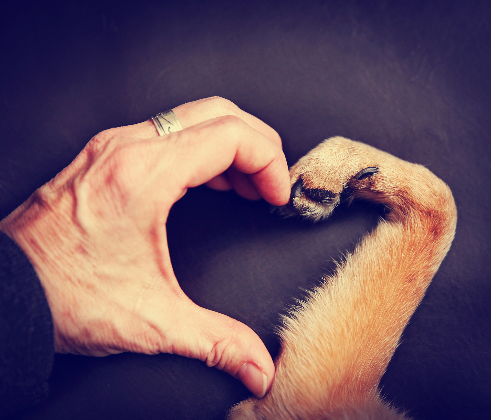 pet_adoption_day_dog_heart