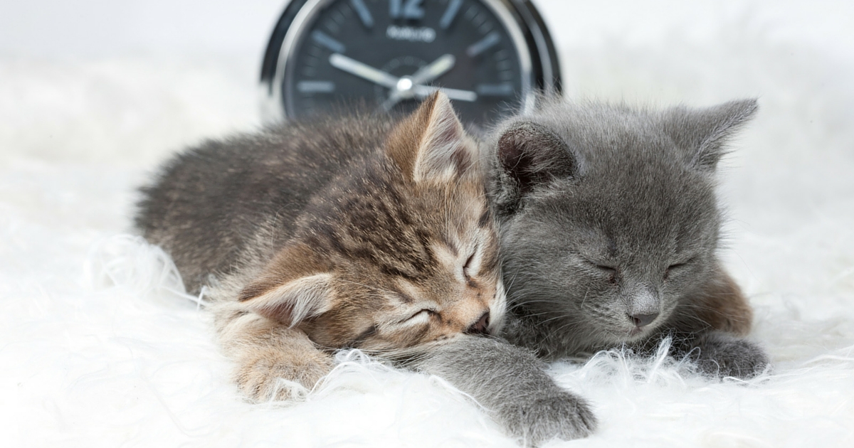 Can your cat tell what time it is? PetStayAdvisor