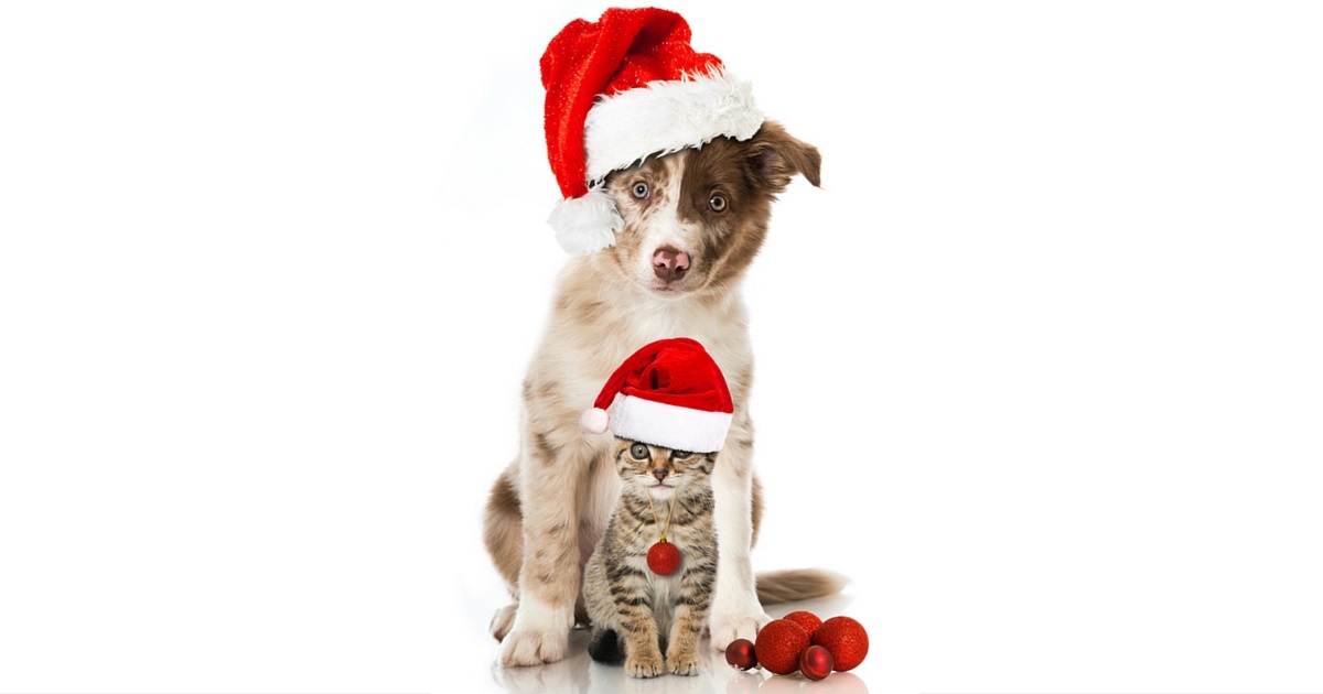 https://petstayadvisor.com.au/images/article_thumb/5655042edff79_cute_kitten_dog_xmas_hats.jpg