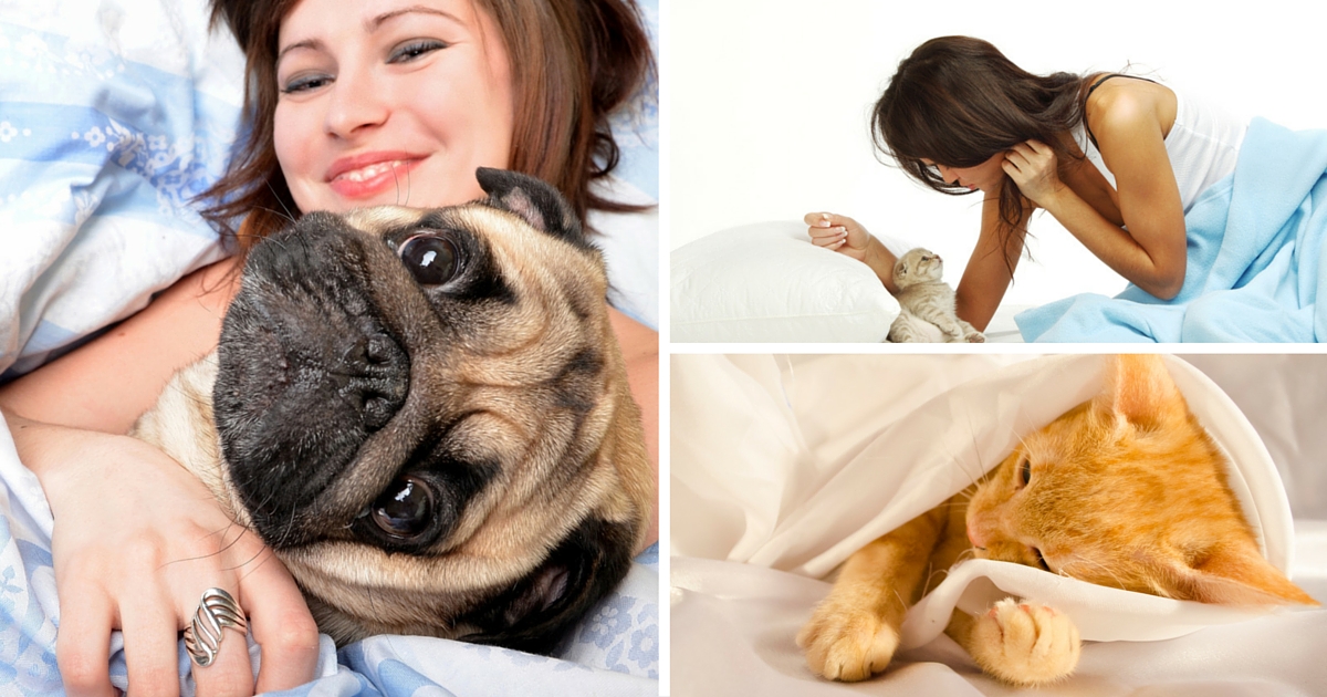 The Family (Pet) Bed – Should You Share? - PetStayAdvisor