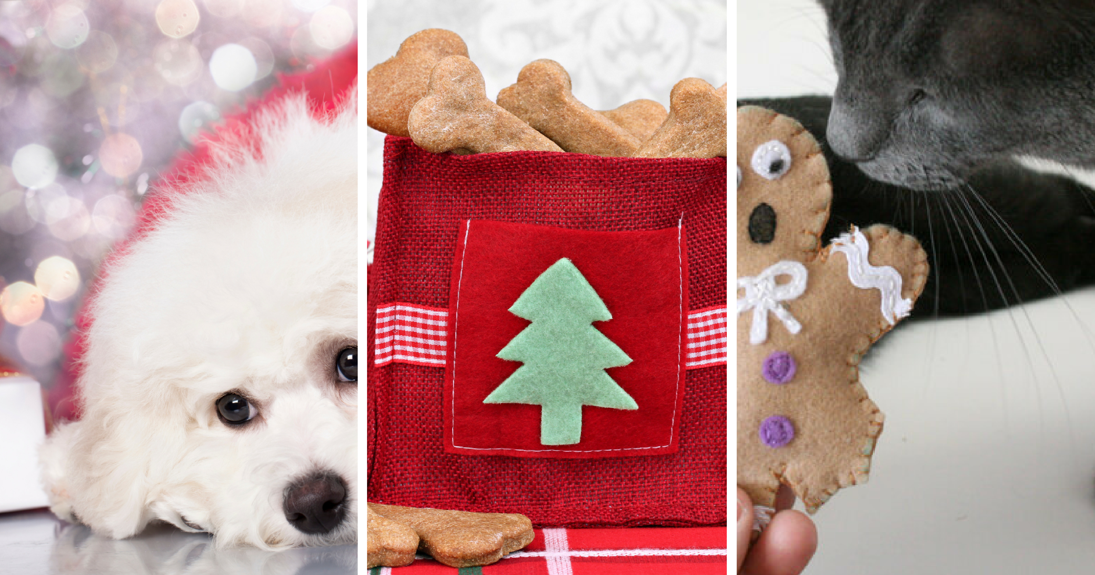 4 of the best pet Christmas gifts - PetStayAdvisor