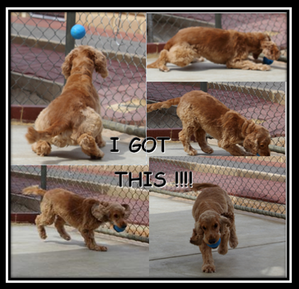 Julie's Boarding Kennels & Cattery Reviews Dog Boarding, Cat