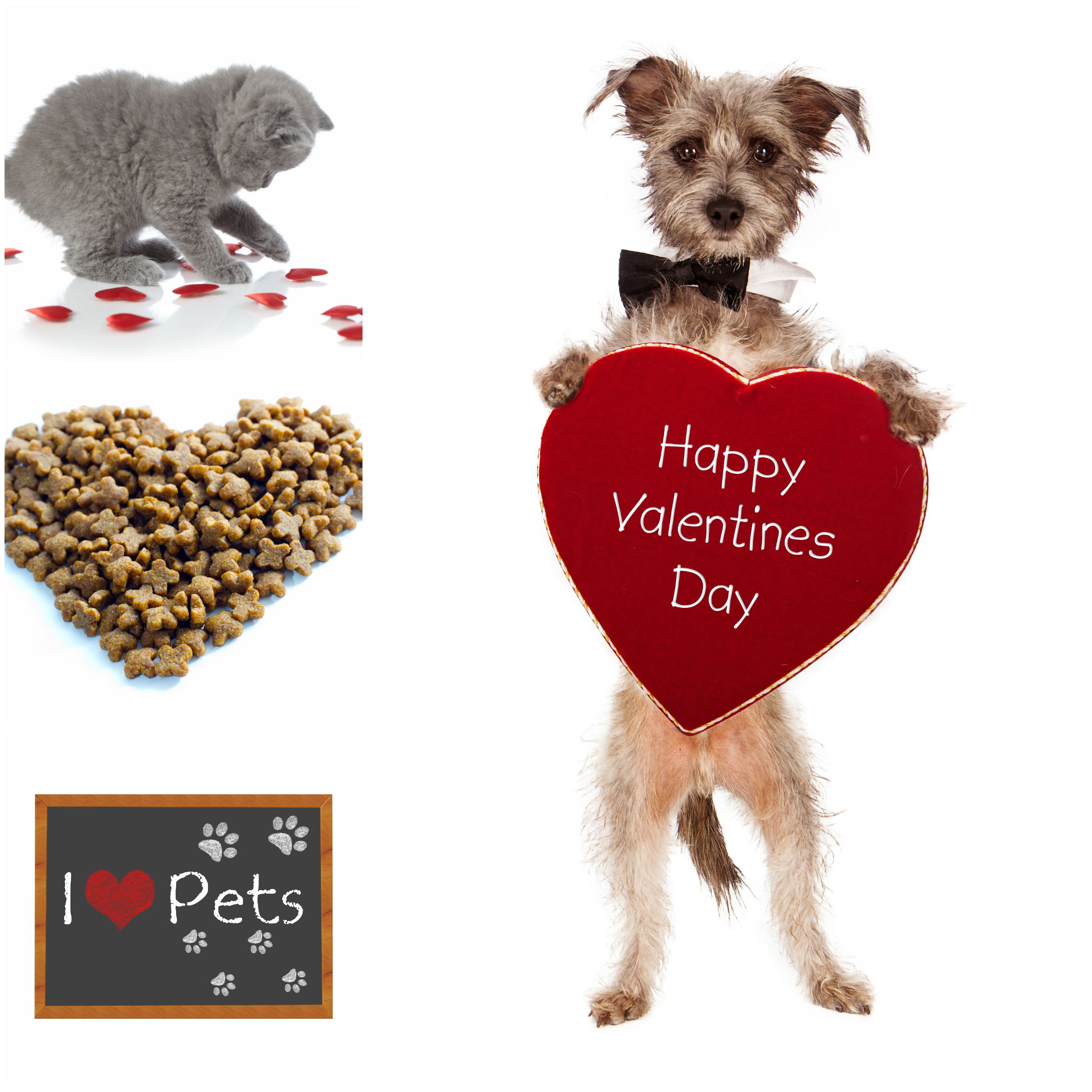 Happy Valentines Pets