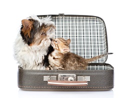 dog cat suitcase
