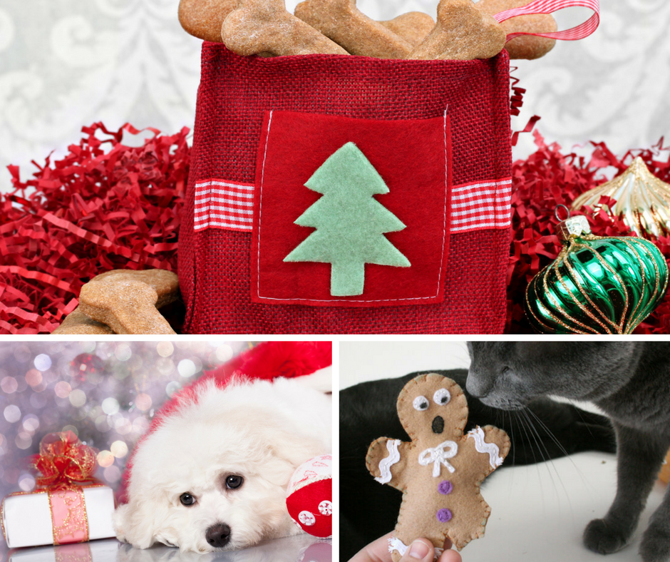 4 of the best pet Christmas gifts - PetStayAdvisor