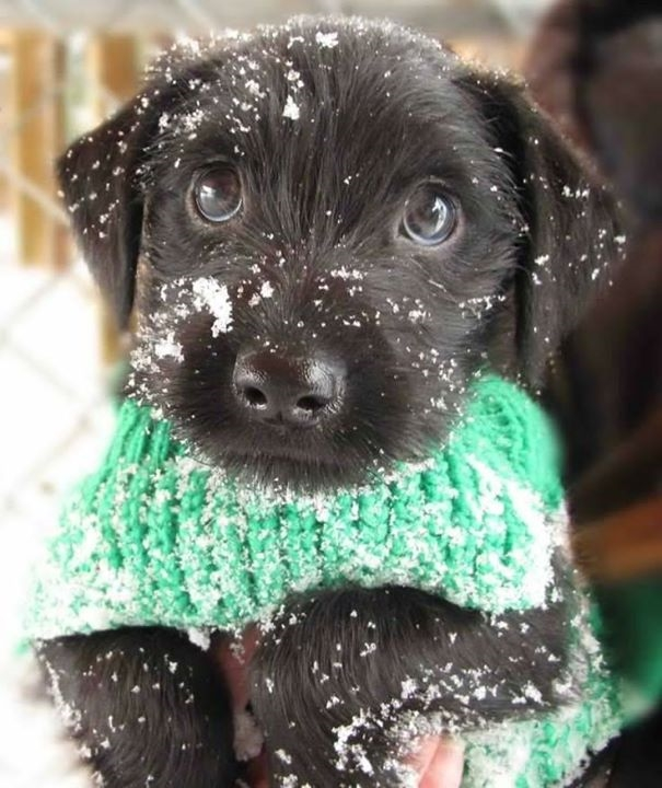 cosy and warm cute puppy
