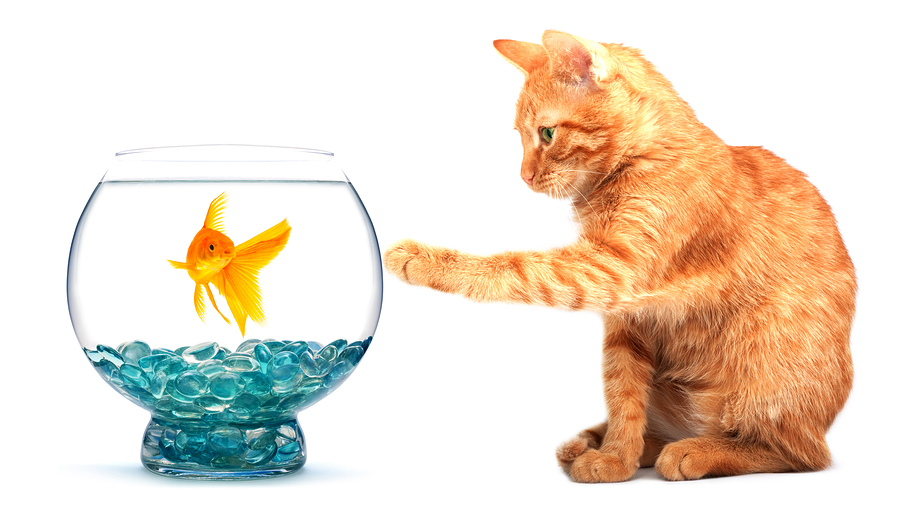 cat and goldfish