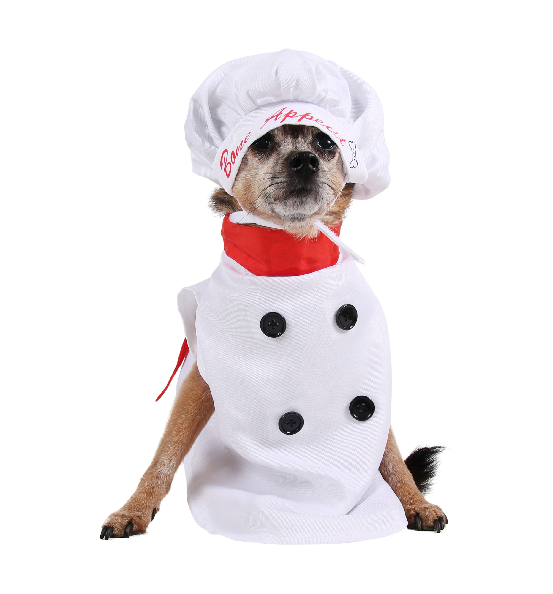 bone-broth-cuted-dog-chef