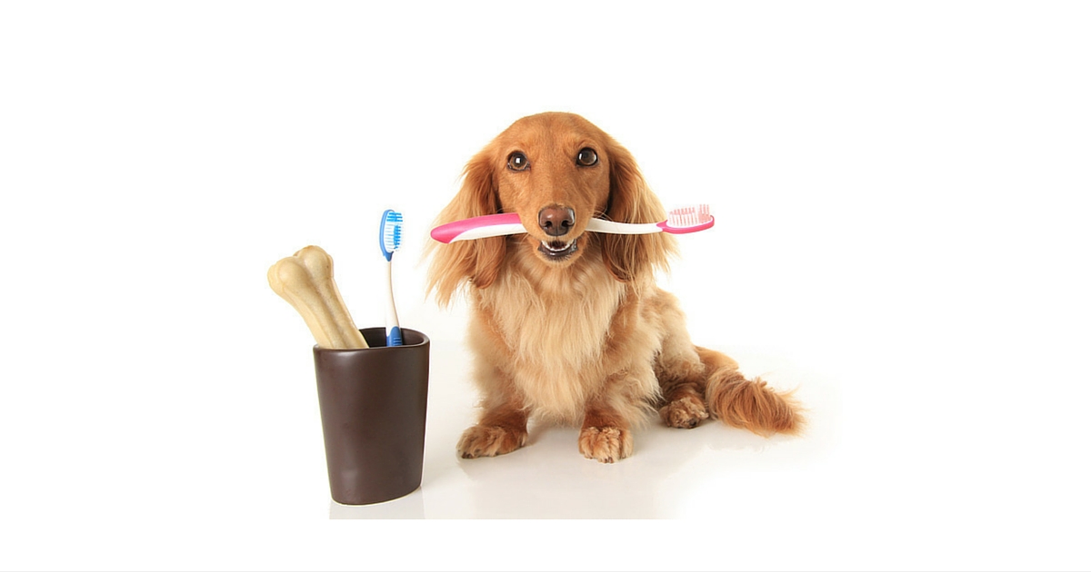 brush-teeth-dog-cat