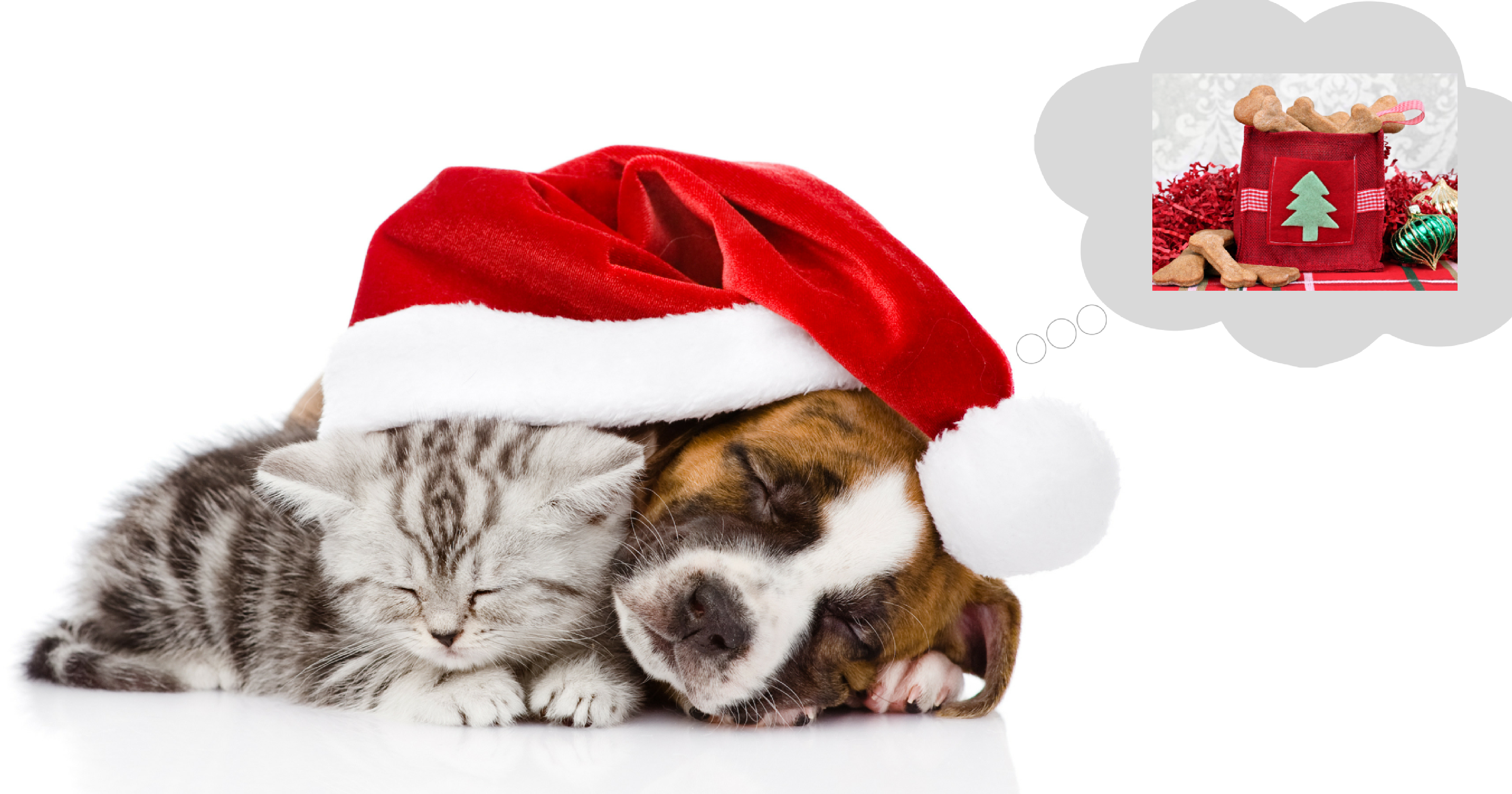 4 of the best pet Christmas gifts - PetStayAdvisor