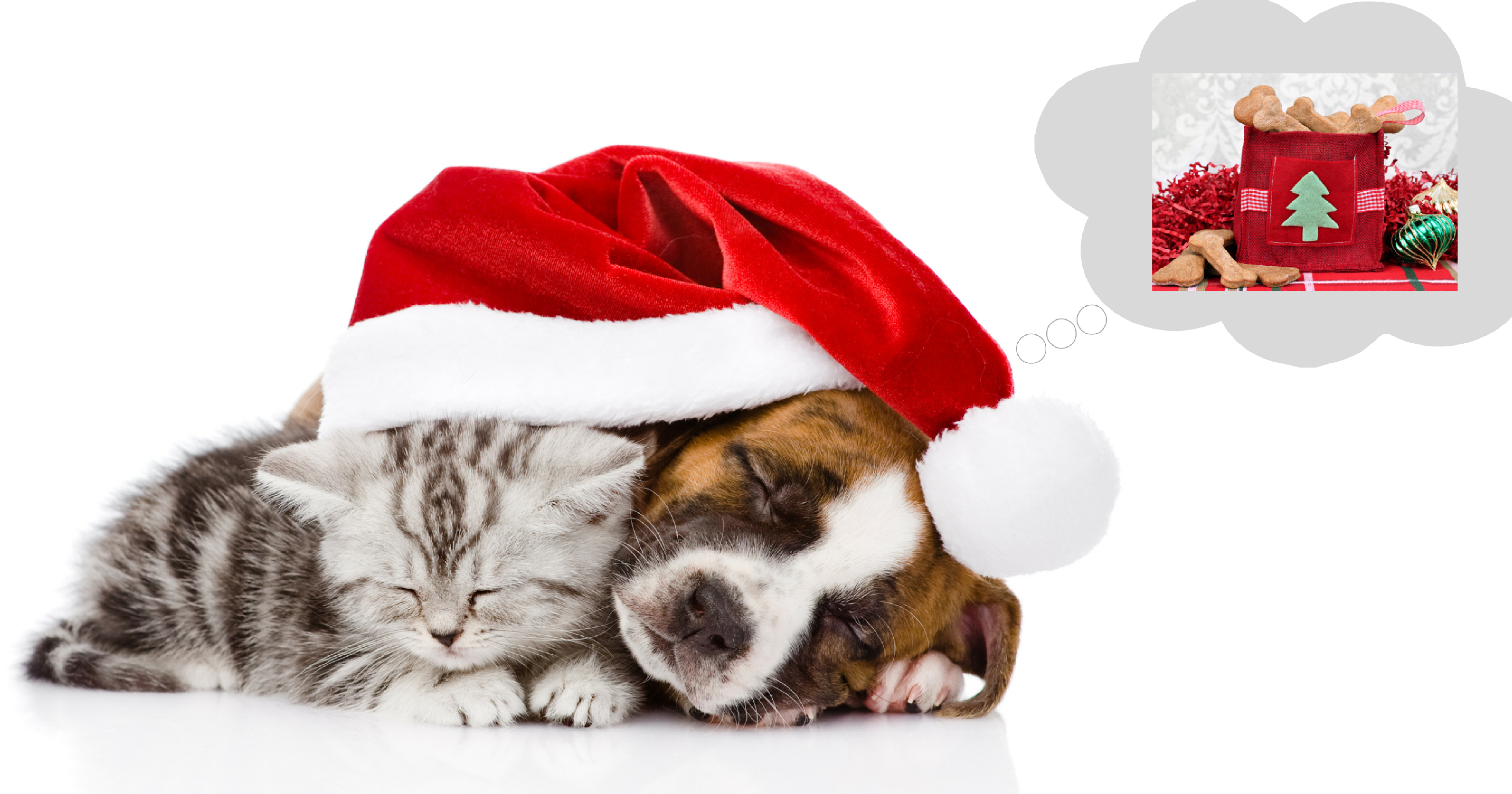 https://petstayadvisor.com.au/uploads/media/cat-dog-xmas-pressies.png