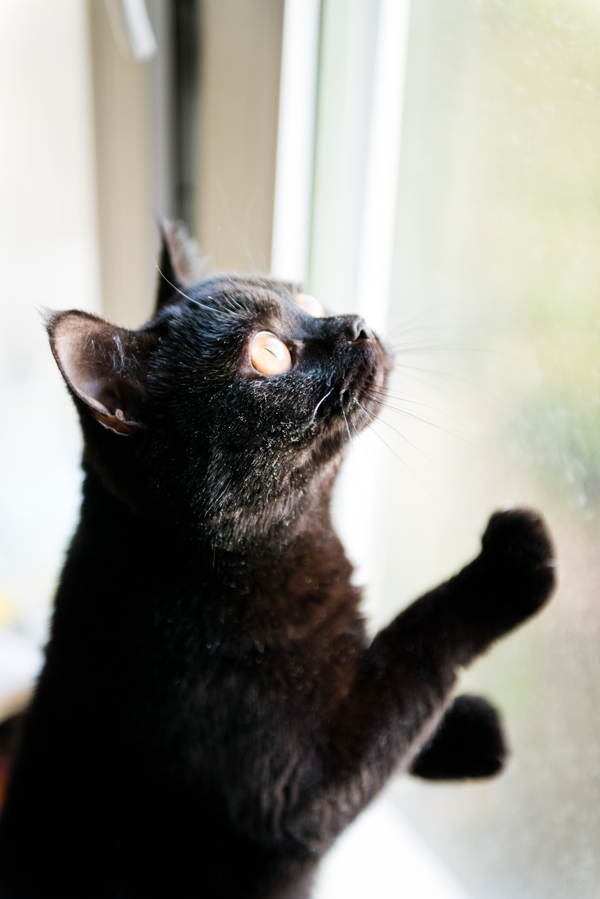 cat-inside-window