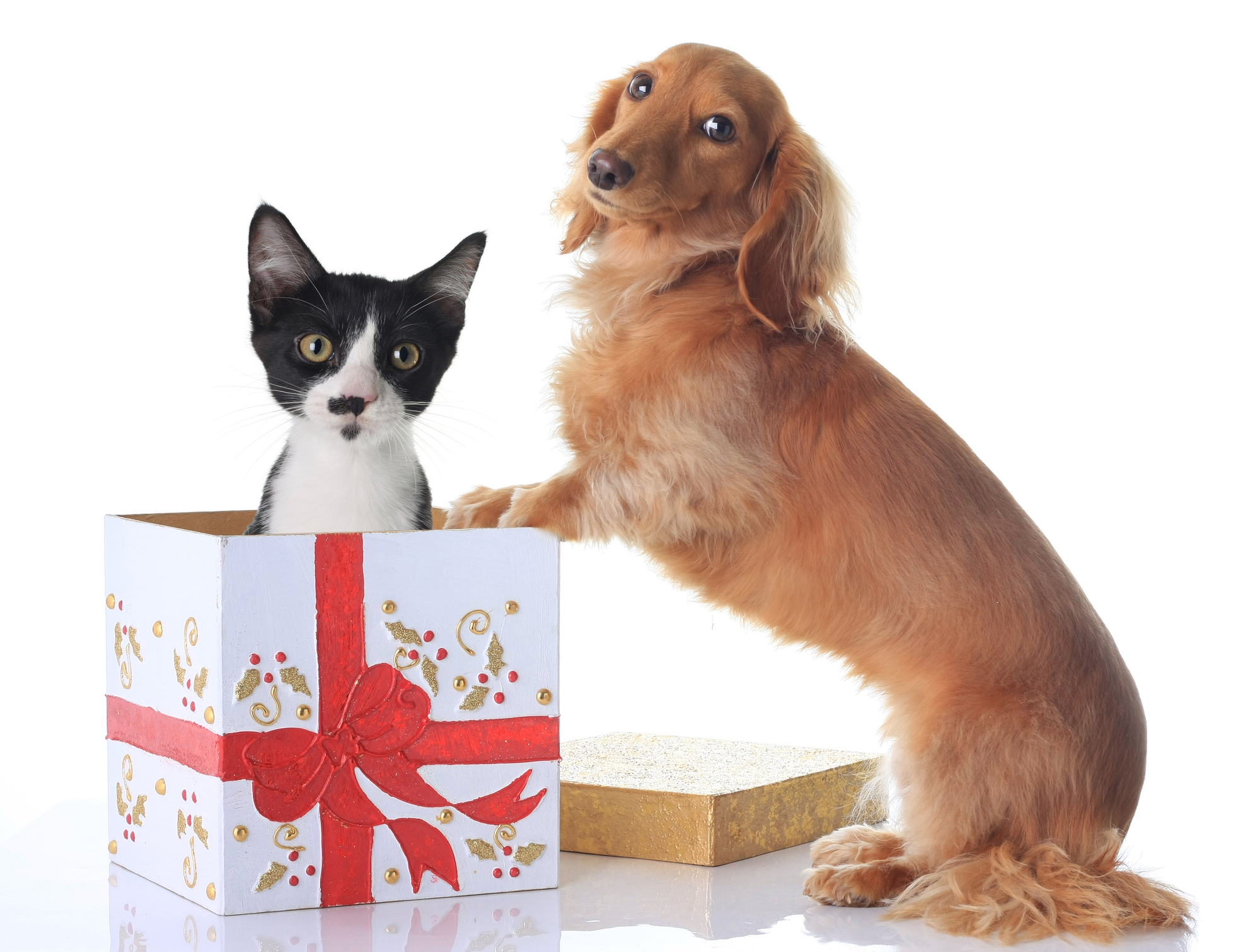 dog_cat_cute_present_xmas