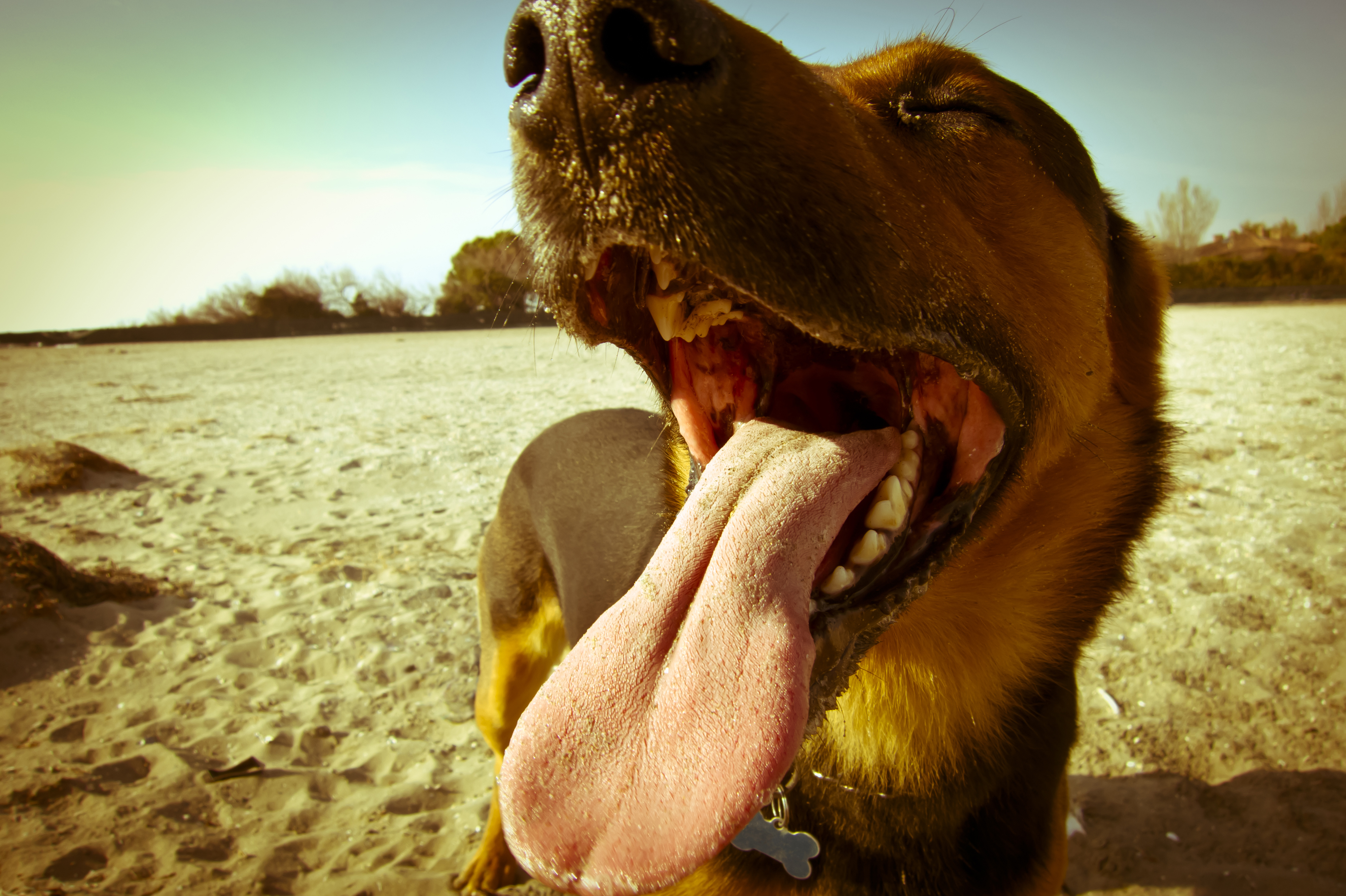 happy dog holiday beach pet friendly cafe