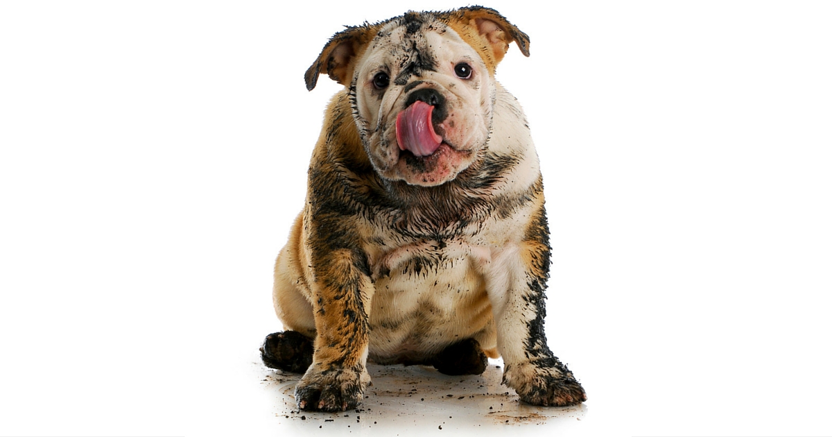 muddy_bulldog_puppy